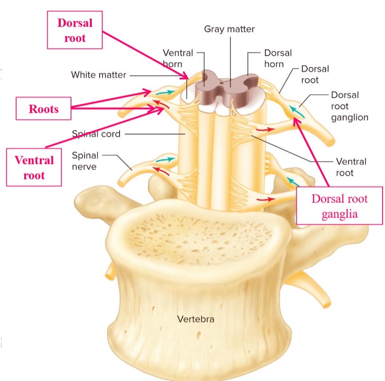<ul><li><p>The dorsal side of the cord where axons of afferent neurons enter the spinal cord. </p></li><li><p>As a spinal nerve joins the spinal cord, it divides into branches called rods. </p></li><li><p>Specialized to incoming sensory information. </p></li></ul><p></p>