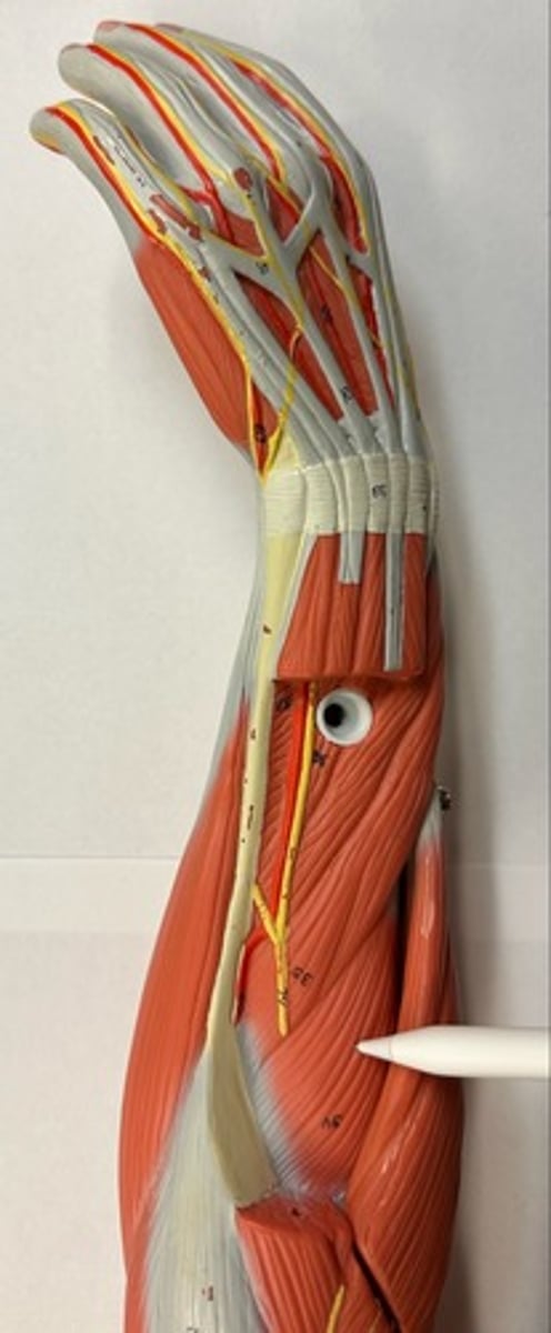 <p>What are the (3) attachments of the Supinator?</p>