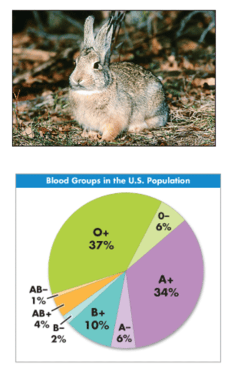 <p>Examples of this type of inheritance include:<br>Rabbit fur (C-agouti, cch - chinchilla, ch - himalayan and c - colorless)<br>Blood type (Type A, B, AB, O)</p>