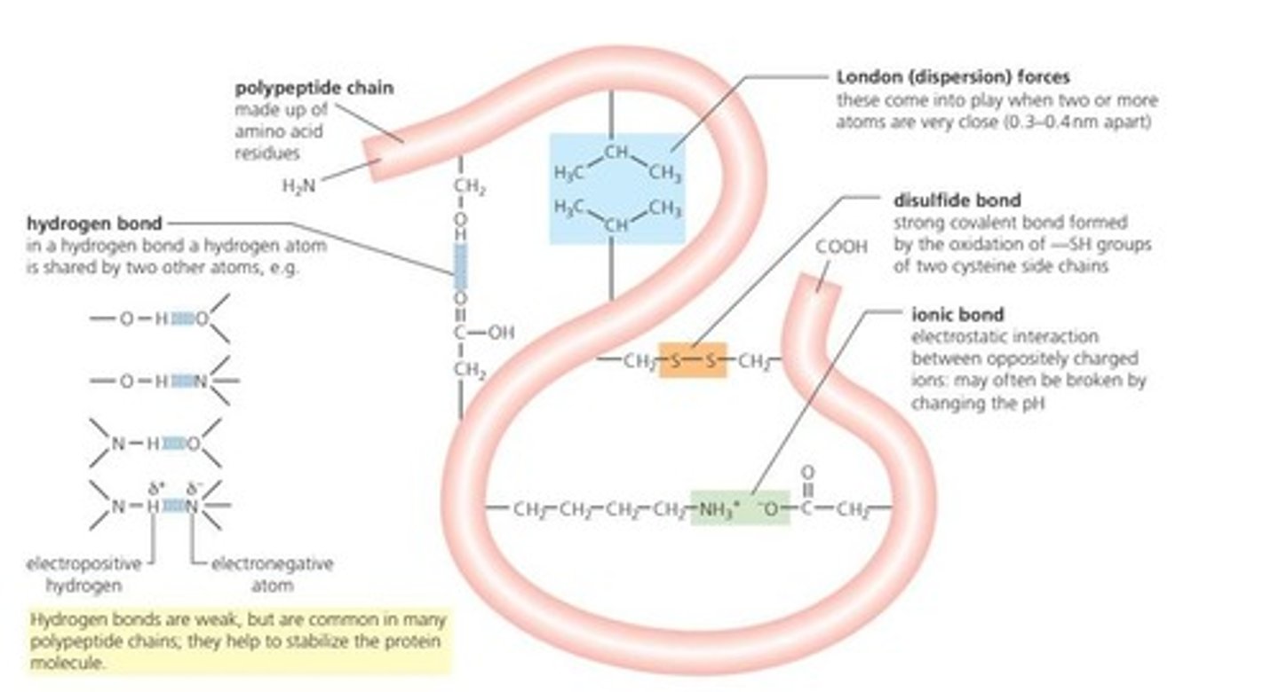 <p>Weak bonds stabilizing protein structures like secondary and tertiary.</p>