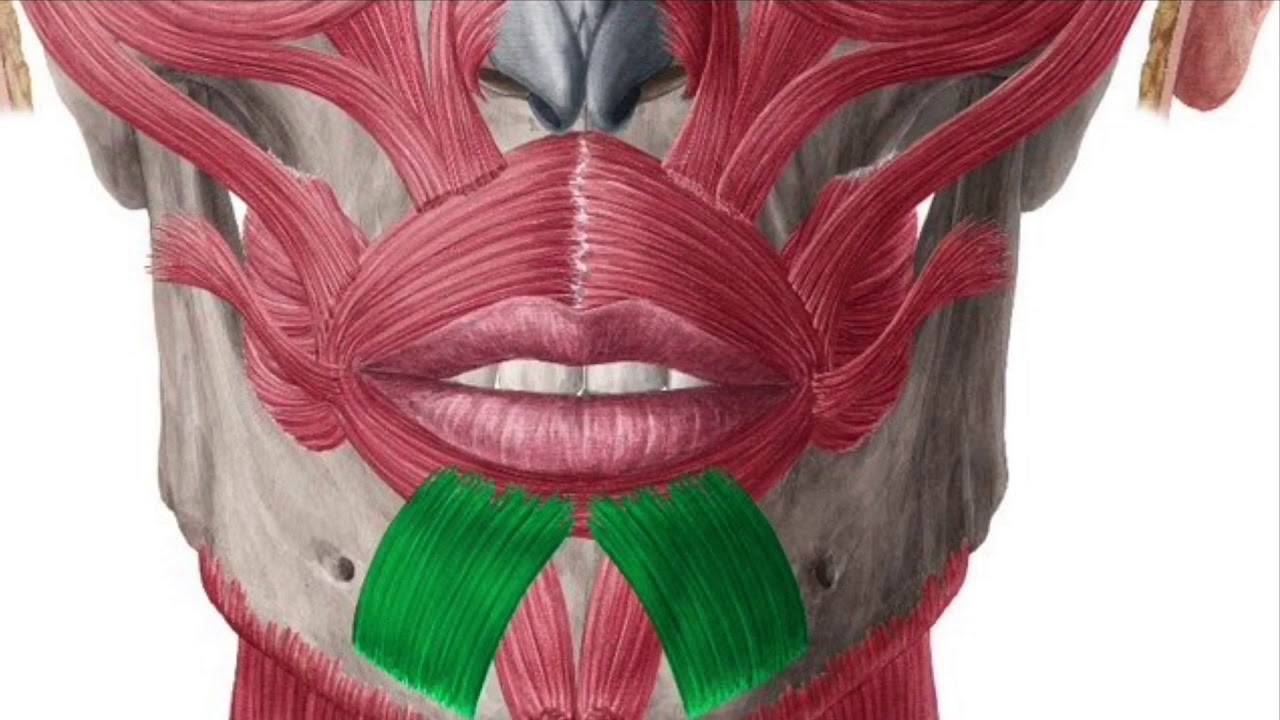 <p>¿Cuál es el músculo, su origen, inserción y función?</p>