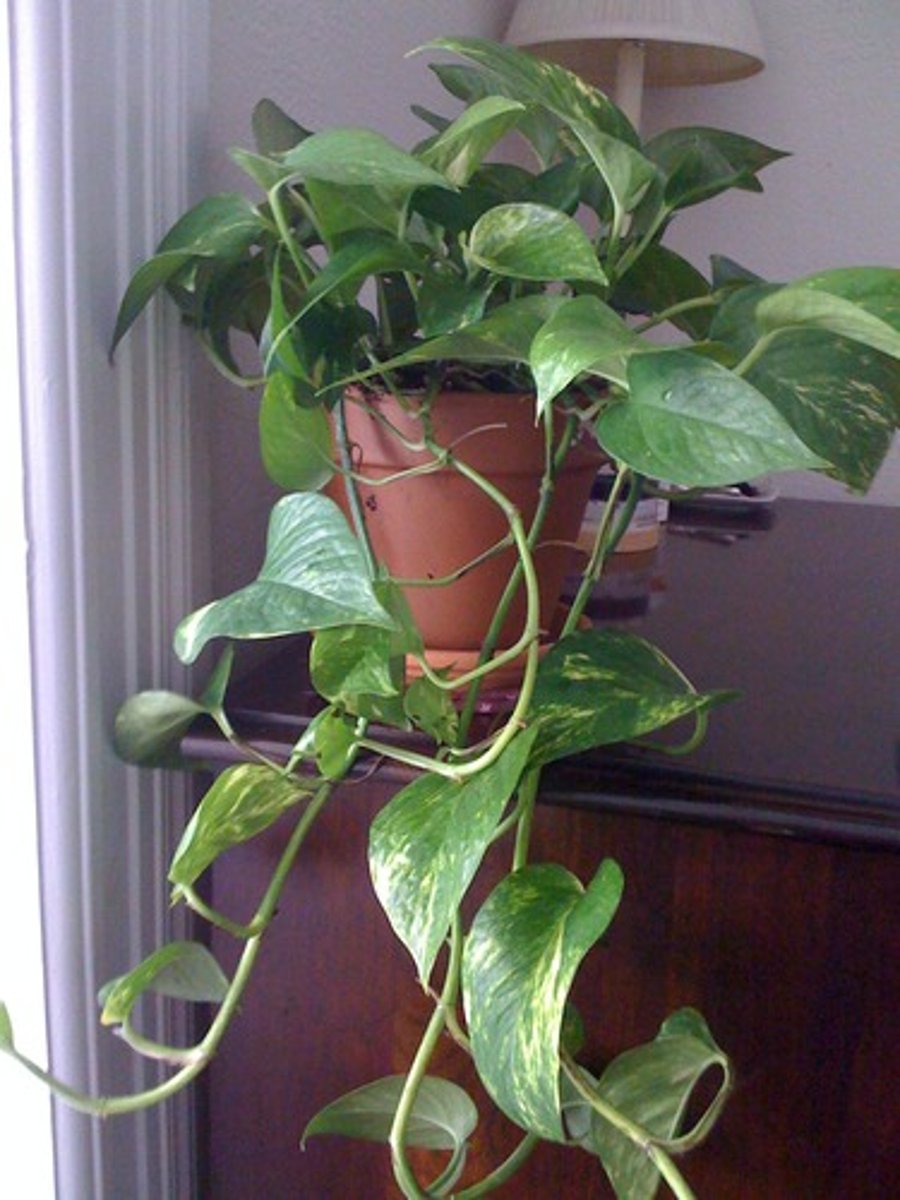 <p>Pothos</p>