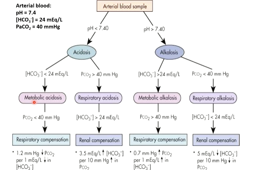 <ul><li><p><strong><span>Check pH:</span></strong><span> &lt;7.40 = acidosis; &gt;7.40 = alkalosis</span></p></li><li><p><strong><span>Check PaCO₂:</span></strong></p><ul><li><p><span>↑ PaCO₂ + ↓ pH = respiratory acidosis</span></p></li><li><p><span>↓ PaCO₂ + ↑ pH = respiratory alkalosis</span></p></li></ul></li><li><p><span>If PaCO₂ doesn’t match pH → metabolic disorder </span><em><span>(Compensation evaluation covered in renal physiology)</span></em></p></li></ul><p></p>