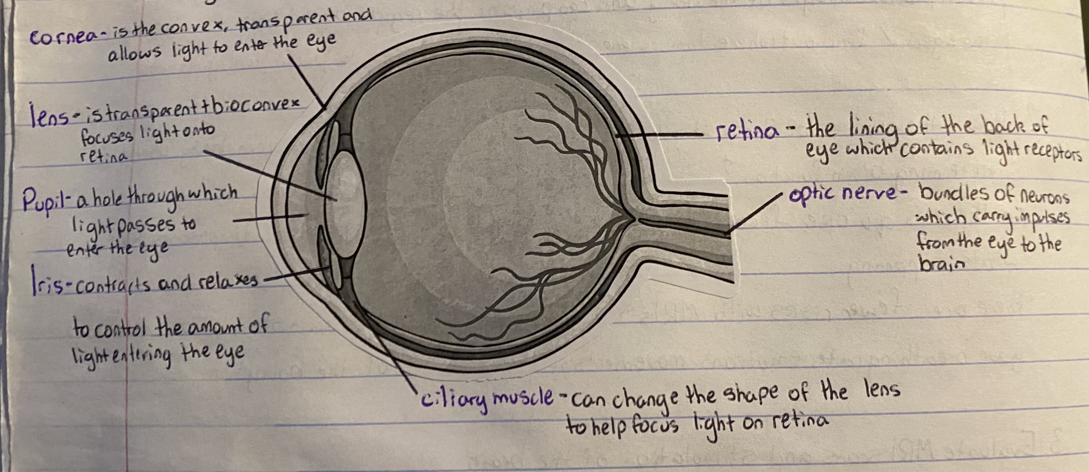 knowt flashcard image