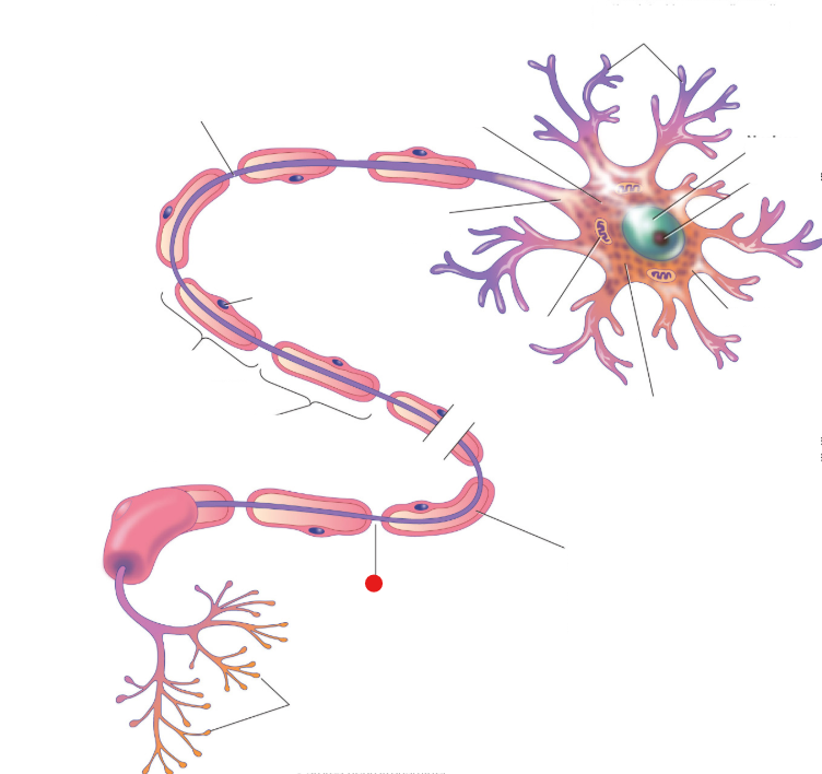 <p>NOT the blue line</p>