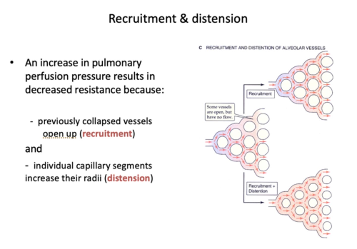 <p>- Recruitment</p><p>- Distension</p>