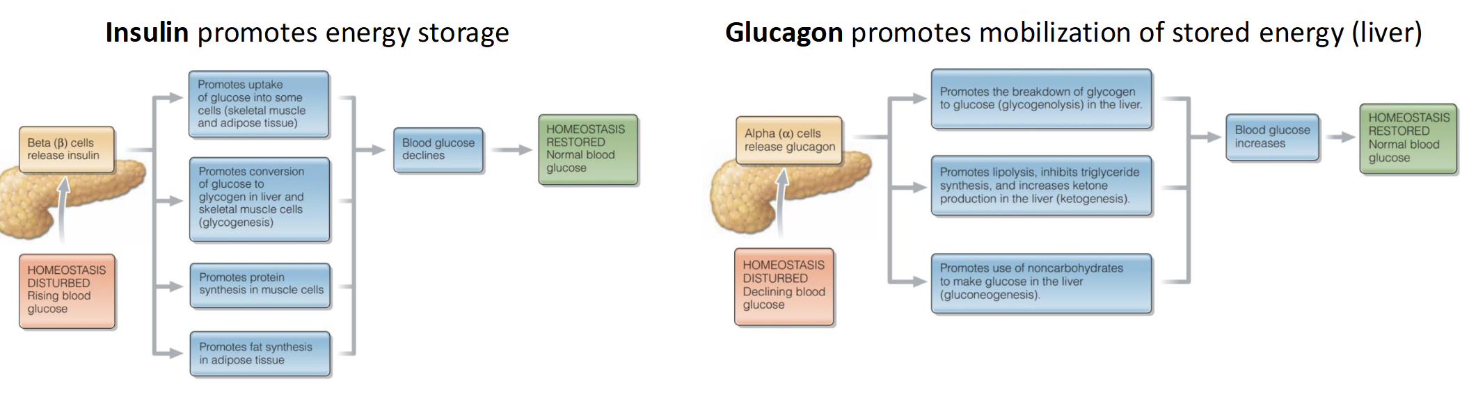 <p>Produce key hormones&nbsp;</p><ul><li><p>B-Cells release<strong> Insulin</strong> (high sugar level released)</p></li><li><p>A-Cells release <strong>Glucagon</strong> (low sugar level released)</p></li></ul><p></p>