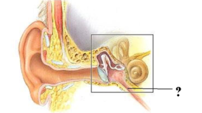 <p><span><span>Identify the indicated space.</span></span></p>