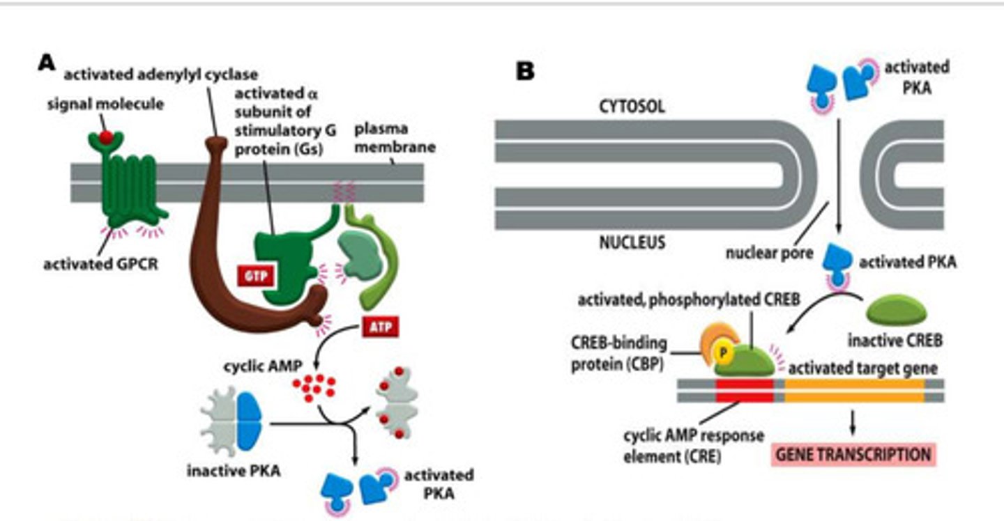 <p>- a ligand binds to the extracellular surface receptor of the G-protein</p><p>- the binding of the ligand activates the G-protein</p><p>- when the protein is activated, the GDP is exchanged for GTP (via GEF)</p><p>- the presence of GTP causes the α subunit and the βγ subunit complex to dissociate from one another</p><p>- the activation causes adenylyl cyclase to produce high levels of cAMP</p><p>- cAMP then binds to the regulatory units bound to PKA</p><p>- the binding of cAMP to the regulatory units releases and activates PKA</p><p>- activated PKA then goes into the nucleus</p><p>- activated PKA phosphorylates CREB</p><p>- the phosphorylated CREB binds to CBP</p><p>- the CREB/CBP complex then binds to the cyclic AMP response element on the DNA strand</p><p>- the target gene is then transcribed and produced</p><p>- Cholera</p>
