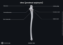 <p>Ulna</p>