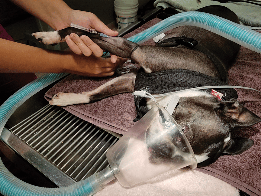 <p>anesthesia administered by inhalation</p>