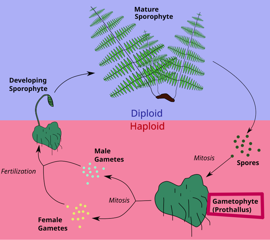 <ul><li><p>produce gametes, the haploid sex cells</p></li><li><p>the gametes are then fertilized and become zygotes that grow into diploid sporophytes, continuing the cycle</p></li></ul><p></p>