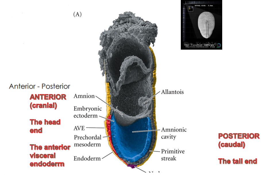 <ul><li><p>the creation of a “head” from a “tail” &gt; <mark data-color="purple">polarisation</mark></p></li><li><p>anterior &gt; cranial to posterior &gt; caudal regions</p></li></ul>