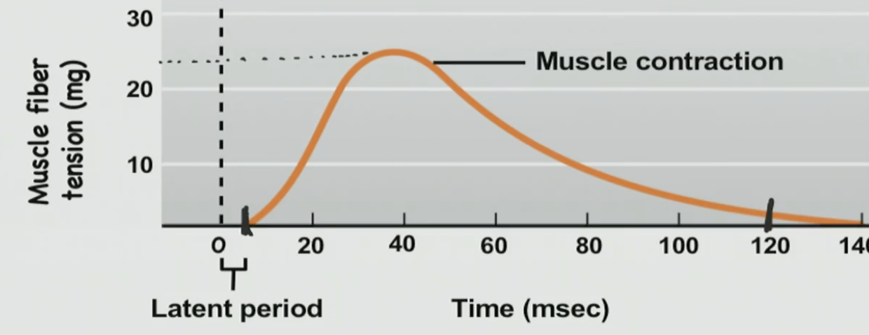 <p>Muscle Twitch</p>