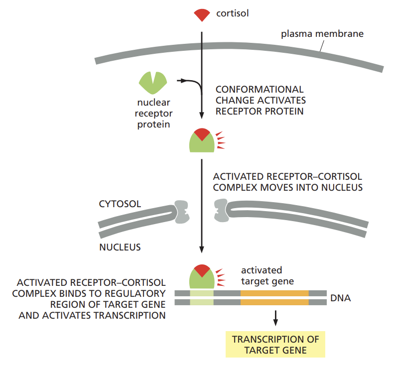 <ul><li><p>cortisol, estradiol, and testosterone and the thyroid hormones such as thyroxine are hydrophobic molecules that pass through the plasma membrane of the target cell and bind to receptor proteins located in either the cytosol or the nucleus</p></li><li><p>regardless of their initial location, these intracellular receptor proteins are referred to as nuclear receptors because when activated by hormone binding they enter the nucleus, where they regulate transcription.</p></li></ul><p></p>