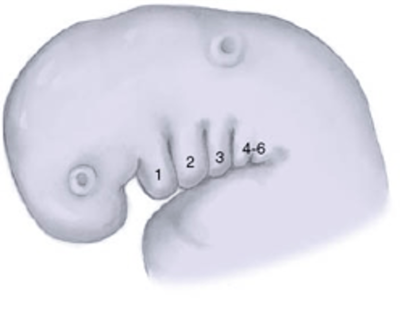 <p>1 (Msx genes)</p>