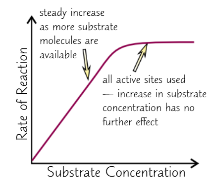 <ul><li><p><strong>Higher </strong>substrate conc. = <strong>faster </strong>reaction</p><ul><li><p>→ <strong>more likely </strong>to have <strong>collisions</strong></p></li><li><p>only true up to ‘<strong>saturation</strong>’ point</p><ul><li><p><strong>all active sites are full</strong> → more substrate = <strong>no effect</strong></p></li></ul></li></ul></li><li><p>Substrate conc. <strong>decreases </strong>with <strong>time</strong></p><ul><li><p>→ if no other variables change, <strong>RoR decreases over time</strong></p><ul><li><p>→ <strong>initial RoR</strong> is <strong>highest</strong></p></li></ul></li></ul></li></ul><p></p>