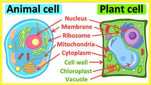 Which organelle serves as containers for different substances?