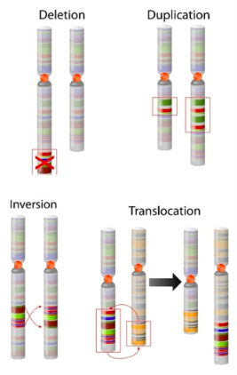 <p>a portion of a chromosome is deleted</p>