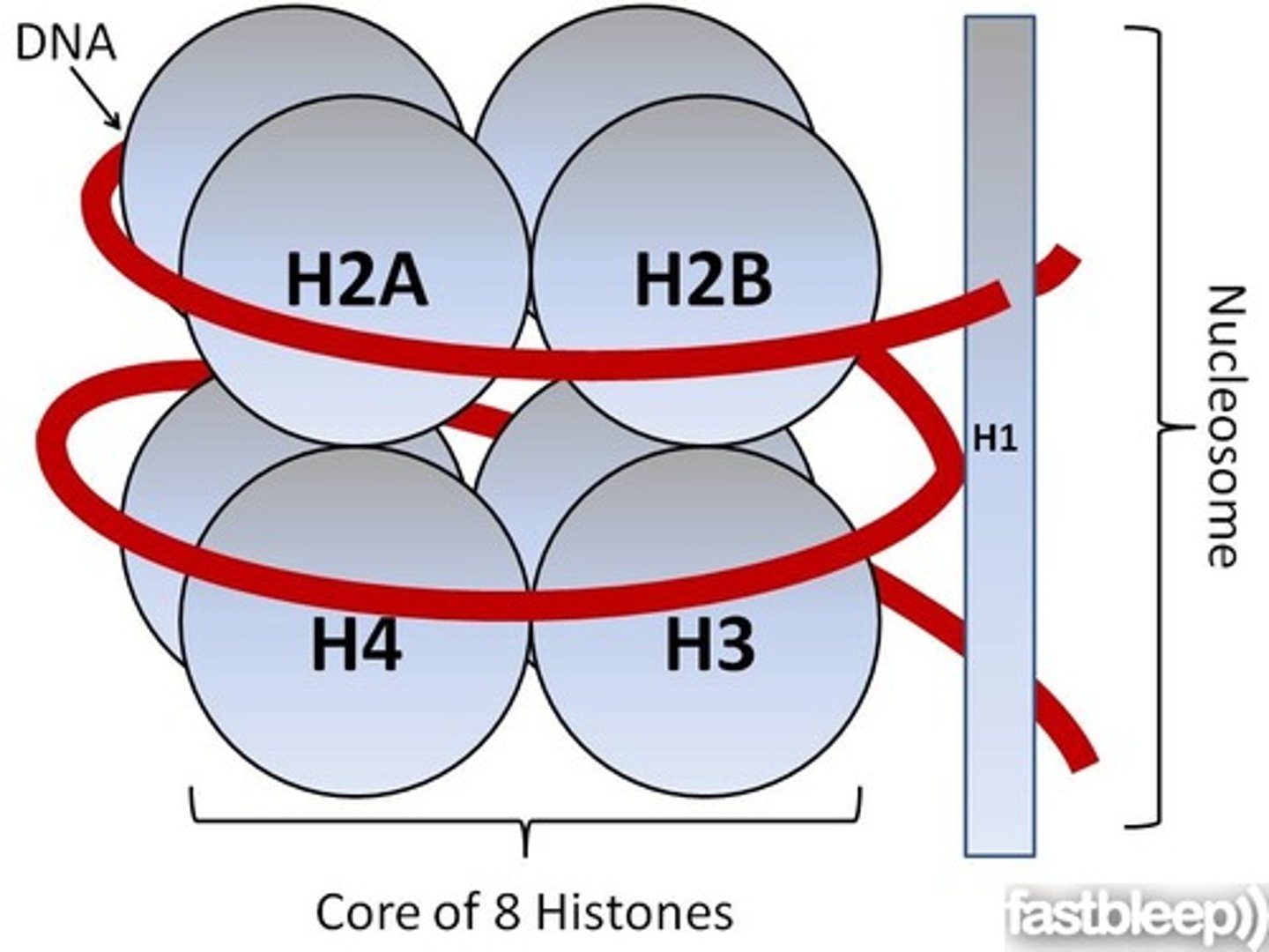 <p>The four histone proteins (H2A, H2B, H3 and H4) that form the octameric core of a nucleosome</p><p>consists of approx. 120 amino acids each</p><p>highly conserved</p><p>in combination form the core particle</p>
