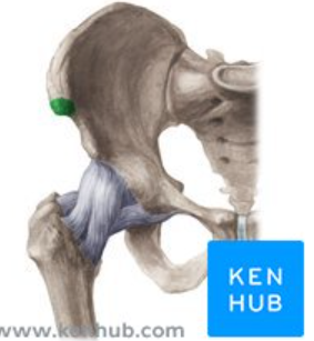 <p>end of iliac crest</p>