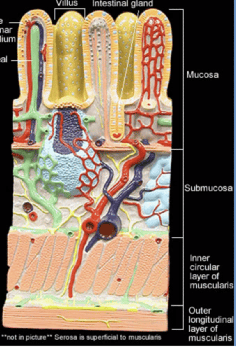 knowt flashcard image