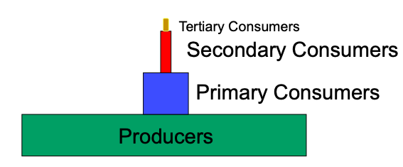 <p>If we follow the 10% rule, producing 1g of primary consumer biomass requires ___g of producers</p>