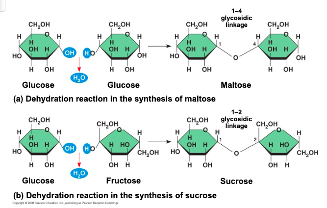 <p>glycosidic linkage </p>