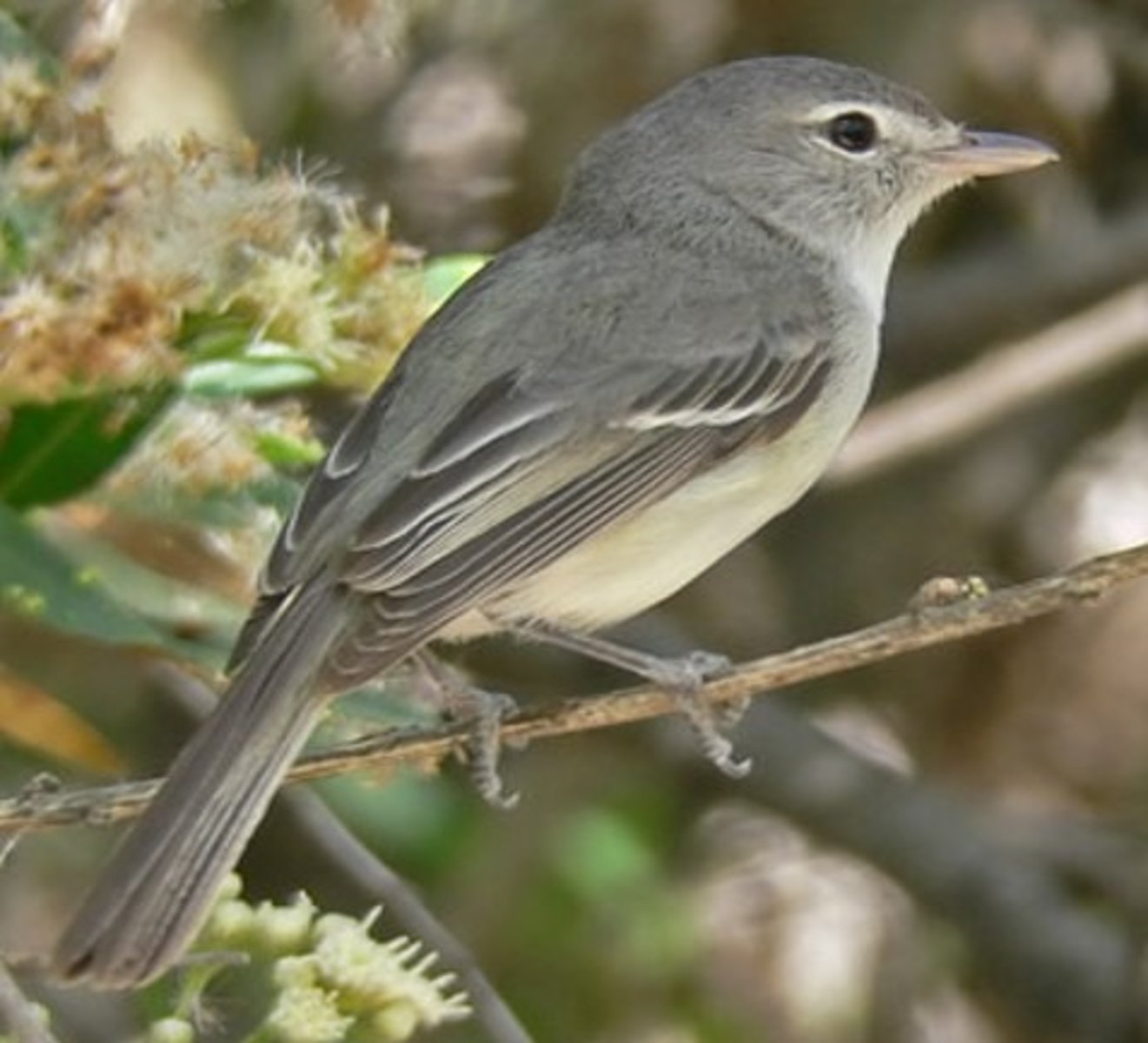 <p>riparian woodland, early successional, sub spp Federally Endangered</p>