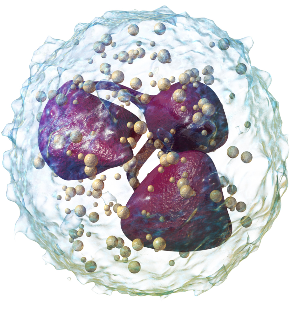 <p>what is the function of neutrophils (part of leukocytes)</p>