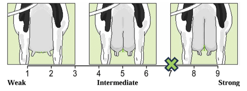 <p>Udder support</p>