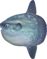 <p>Molidae</p>