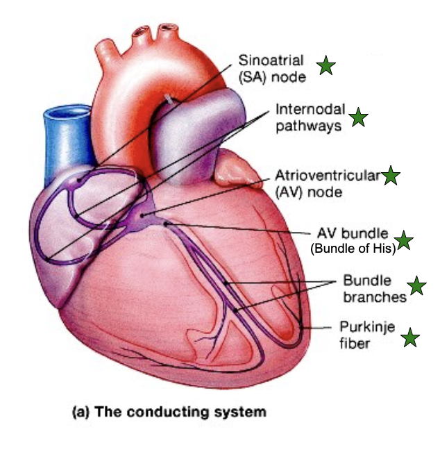 <p>Contraction of Heart Muscles</p>