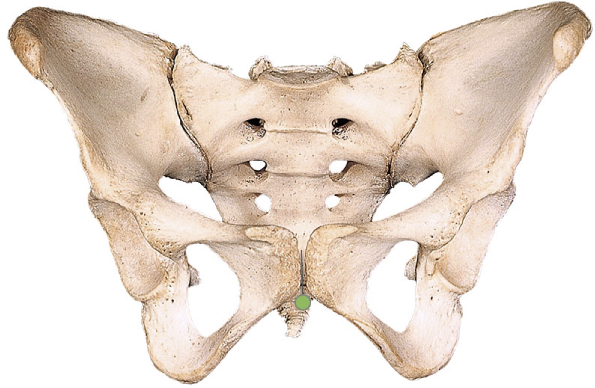 <p>Which bone landmark of the pelvic girdle is a joint located in the front of the pelvis that connects the two pubic bones</p>