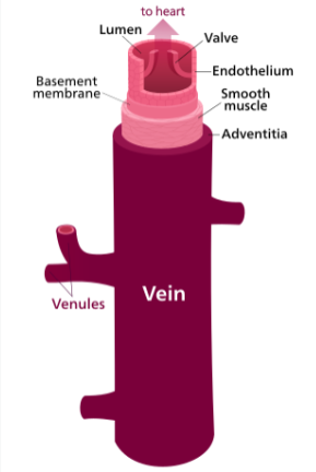 <p>define veins</p>