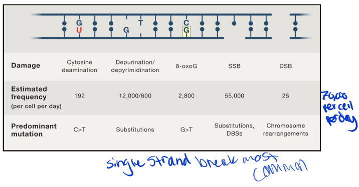 <p>single strand breaks most common</p><p>most repaired efficiently ( if not then ds break and they are very dangerous)</p>