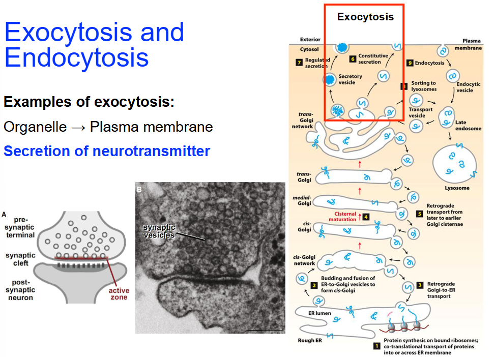 <ul><li><p class=""><strong>Organelle → Plasma membrane</strong></p></li><li><p class=""><strong>Secretion of neurotransmitter</strong></p><ul><li><p class=""><strong>Regulated</strong> exocytosis (by Ca<sup>2+</sup>)</p></li><li><p class=""><strong>Process</strong>:</p><ul><li><p class="">Action potential reaches the axon terminal, triggering calcium ion influx</p></li><li><p class="">Calcium ions facilitate the fusion of synaptic vesicles with the presynaptic membrane</p></li><li><p class="">Neurotransmitters are released into the synaptic cleft and bind to receptors on the postsynaptic membrane</p></li><li><p class="">This binding initiates a signal in the postsynaptic cell</p></li></ul></li></ul></li></ul><p></p>