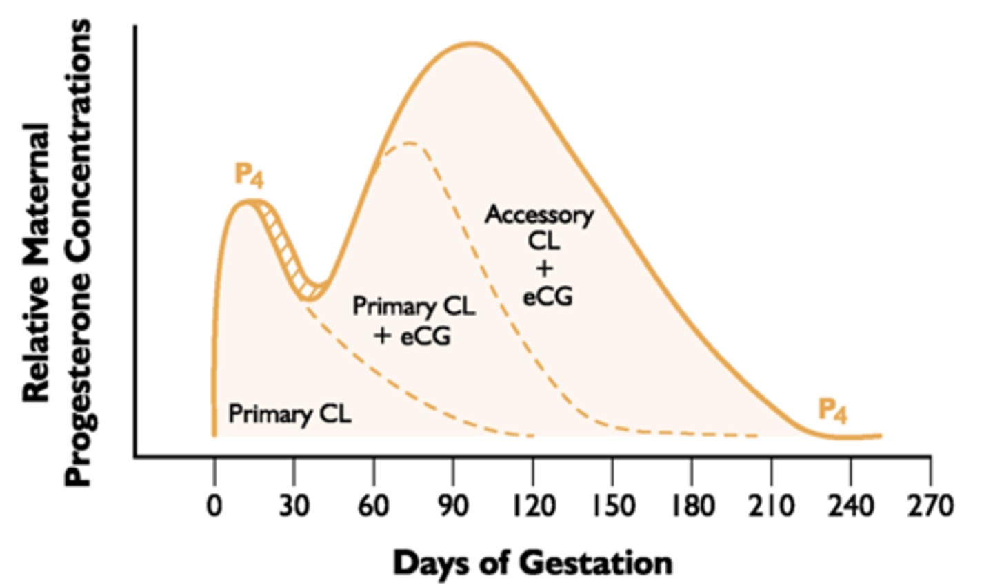<p>Pregnant mare serum gonadotropin-PMSG</p><p>- maintains the CL and progesterone production</p><p>- initiates the formation of accessory CL to increase progesterone</p><p>- FSH like actions: induces superovulation (cow, sheep, rabbit)</p>