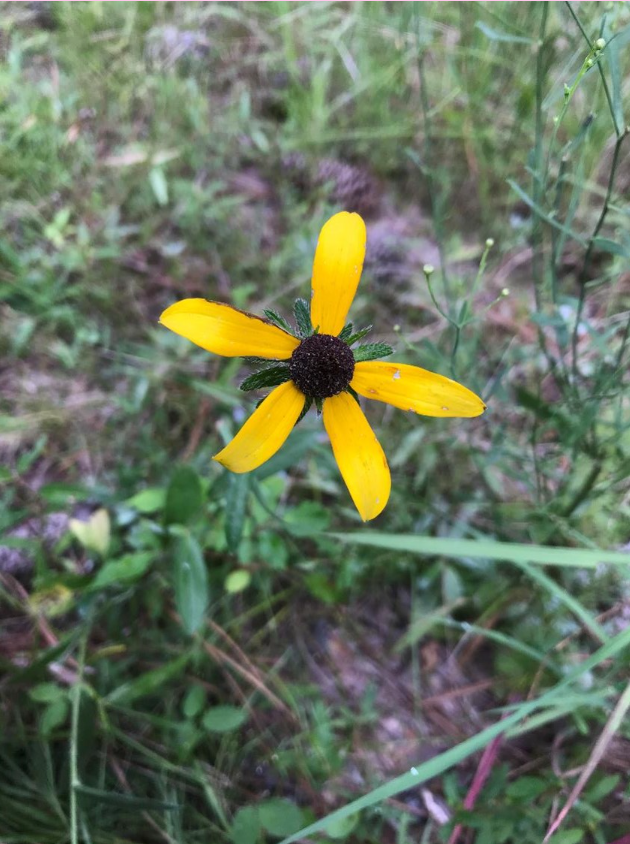 <p>The species can have a basal rosette during the dormant season which White-tailed Deer and Eastern Wild Turkeys will occasionally forage </p><p>True or False?</p>