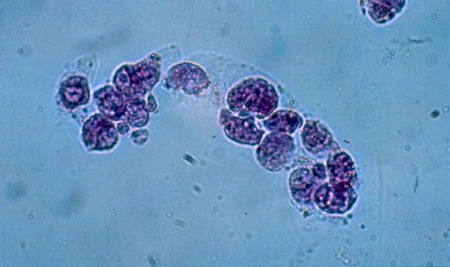 <p>These casts indicate tubular damage. In some ____cell casts, the ____ cells may appear in rows, indicating that the epithelium of an entire tubule has sloughed off. May look similar to WBC casts</p>