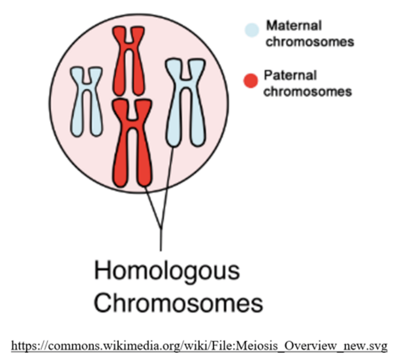 <p>homologous chromosomes</p>