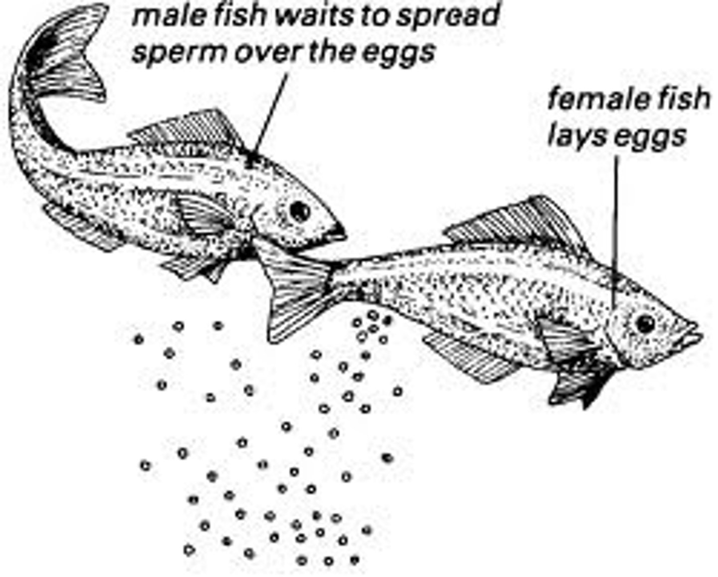 <p>The process by which the female lays eggs and the male fertilizes them once they are outside of the female</p>