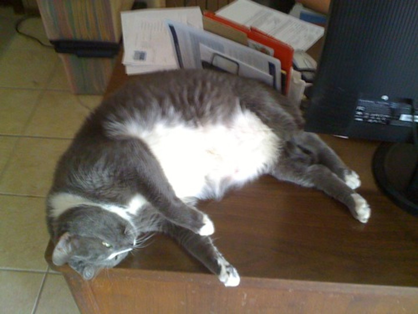 <p>- quick satiety (due to high fat intake), b/c body switches to lipolysis = fatty acids as a source of</p><p>energy =&gt; metabolism yields ketones = 'ketosis state'</p><p>- if unchecked, leads to ketoacidosis</p>