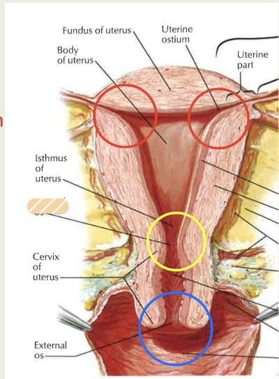 <p>cervix of uterus; opening into uterus</p>