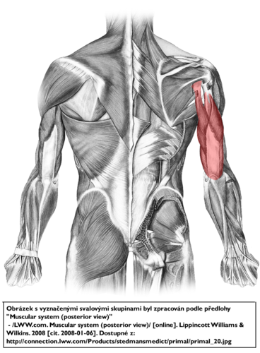 origin: below glenoid cavity (long head), lateral edge of superior humerus (lateral head), medial surface of mid humerus (medial head)
insertion: olecranon of ulna
action: extension of elbow