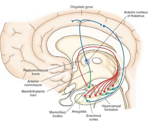 <p>Circuit of communication from hippocampus to the cingulate gyrus and back.</p>