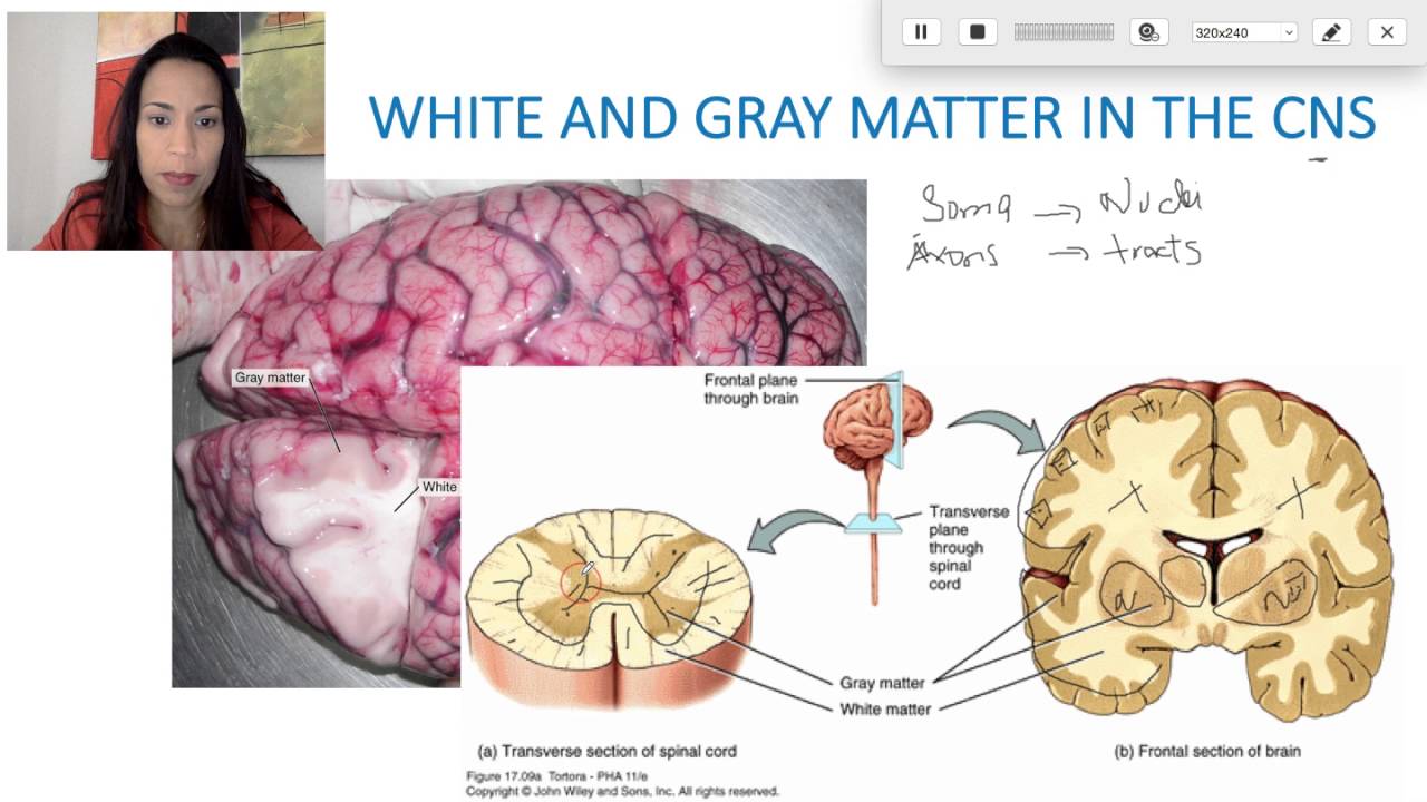 <p>gray matter</p>