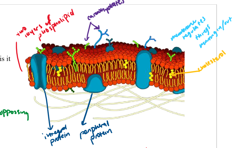 <p>protein that goes through the whole bilayer</p>