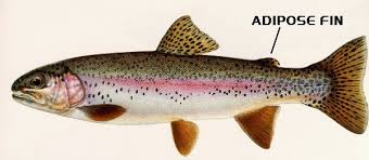 <p>This fish is a Rainbow Trout it is a Freshwater Fish meaning it habitats in lakes and rivers. There is 2 types: Catchery Trout and Wild Trout. Wild Trout have there adipose fin on them while the Catchery Trout has its adipose fin cliped off.</p>