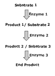 <p>Begins with a specific molecule and ends with a product</p>